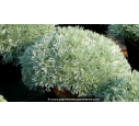 ARTEMISIA schmidtiana 'Nana'