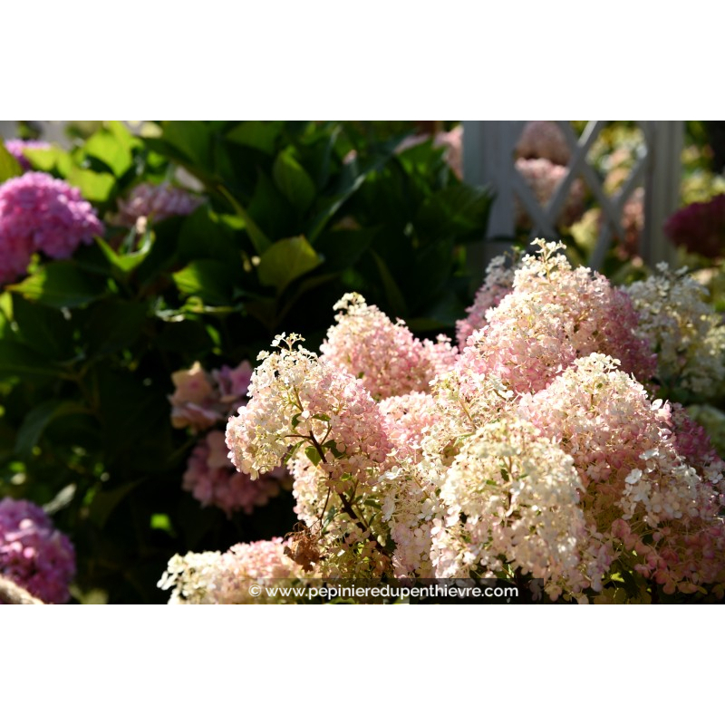 HYDRANGEA paniculata 'Bobo'