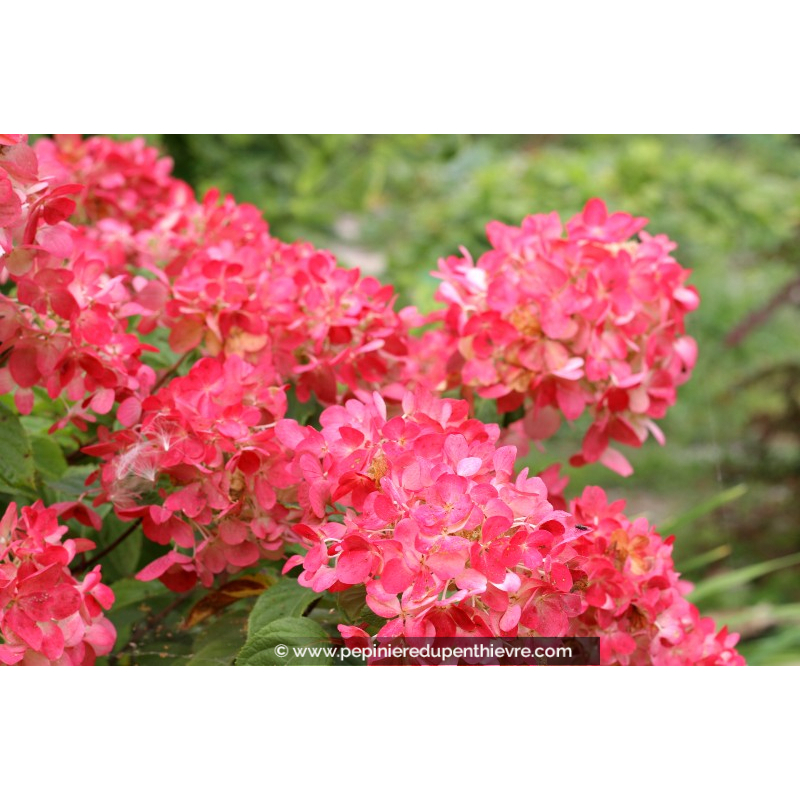 HYDRANGEA paniculata 'Diamant Rouge'