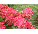 HYDRANGEA paniculata 'Diamant Rouge' HYDRANGEA paniculata 'Diamant Rouge'