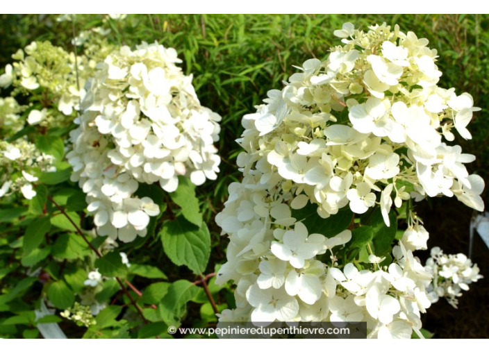 HYDRANGEA paniculata 'Diamant Rouge' HYDRANGEA paniculata 'Diamant Rouge'