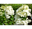 HYDRANGEA paniculata 'Diamant Rouge' HYDRANGEA paniculata 'Diamant Rouge'