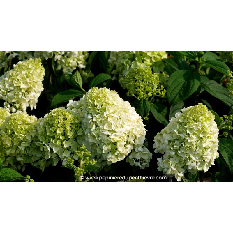 HYDRANGEA paniculata 'Little Hottie'