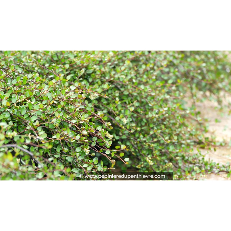 MUEHLENBECKIA complexa 'Sealand Compact'