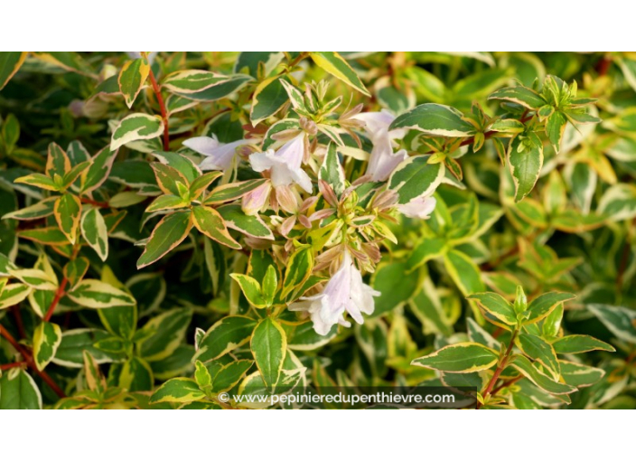 ABELIA x grandiflora 'Radiance'