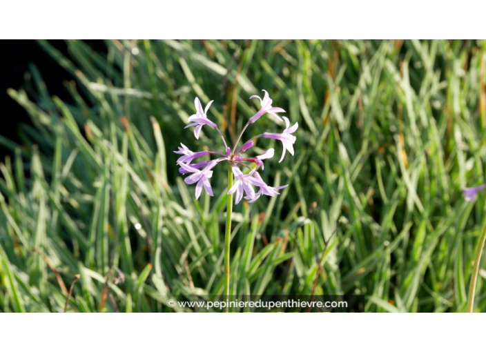 TULBAGHIA violacea 'Silver Lace'