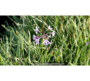 TULBAGHIA violacea 'Silver Lace'