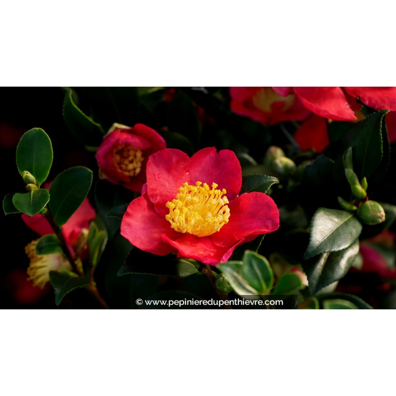 CAMELLIA sasanqua 'Yuletide' (rouge)