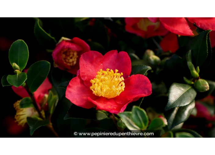 CAMELLIA sasanqua 'Yuletide' (rouge)