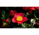 CAMELLIA sasanqua 'Yuletide' (rouge)