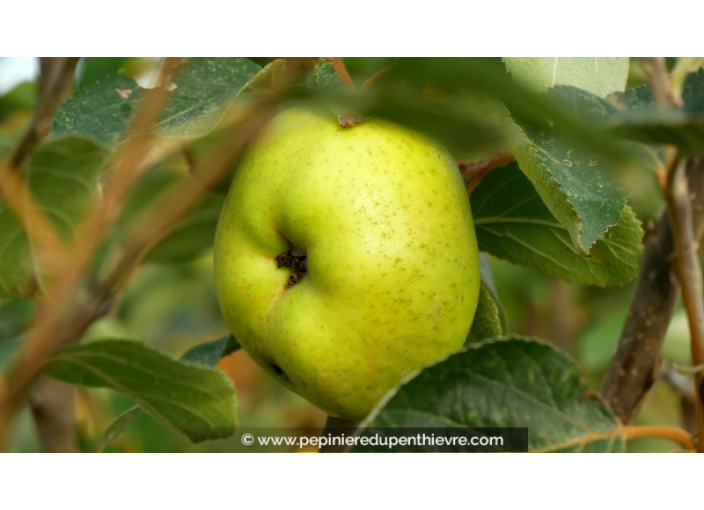 POMMIER 'Reinette Blanche du Canada' - Printemps
