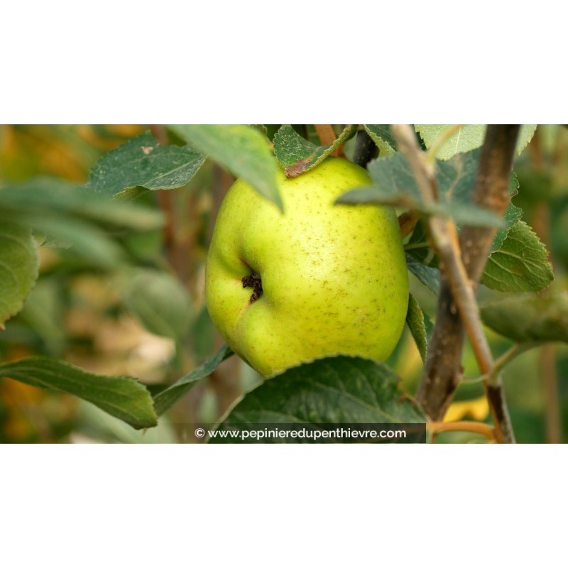 POMMIER 'Reinette Blanche du Canada'