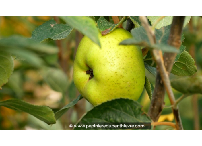 POMMIER 'Reinette Blanche du Canada'