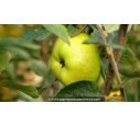 POMMIER 'Reinette Blanche du Canada'