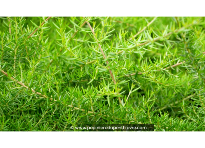 GREVILLEA prostata 'Aurea'