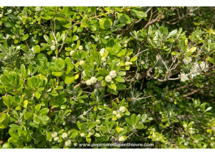 PITTOSPORUM crassifolium