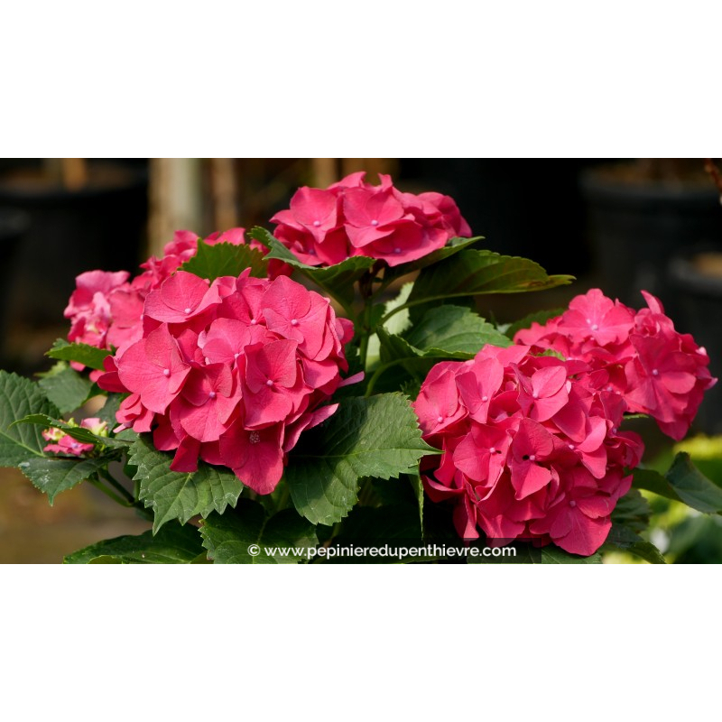 HYDRANGEA	macrophylla' Alpengluehen'