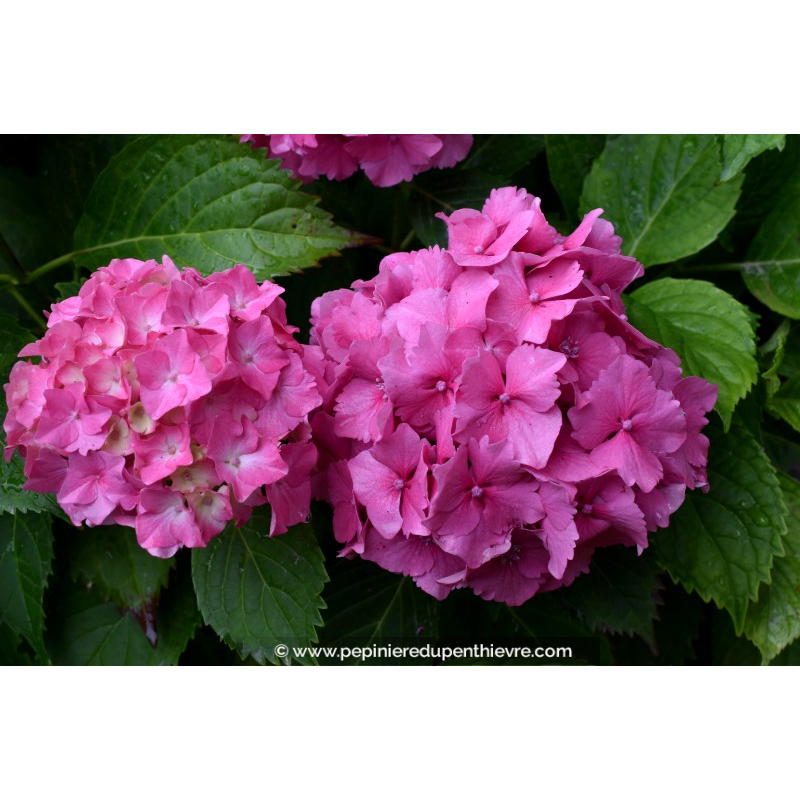 HYDRANGEA	macrophylla 'Bouquet Rose'