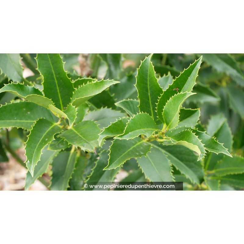 ILEX x koehneana 'Castaneifolia'