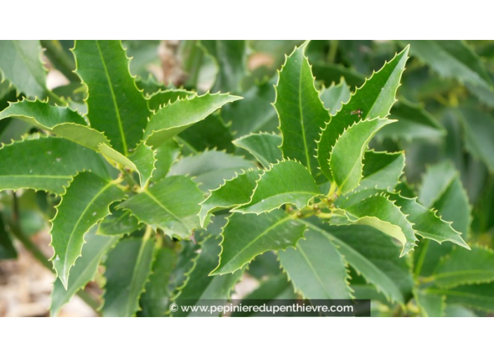 ILEX x koehneana 'Castaneifolia'