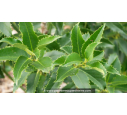 ILEX x koehneana 'Castaneifolia' ILEX x koehneana 'Castaneifolia'