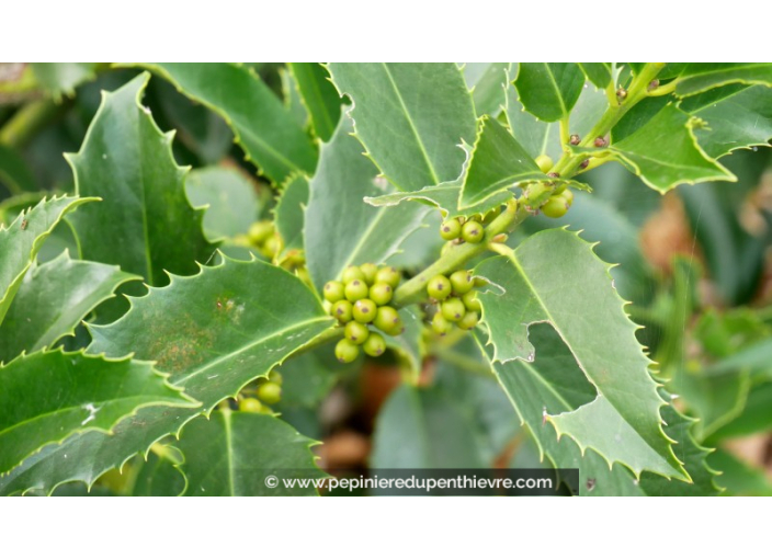 ILEX x koehneana 'Castaneifolia' ILEX x koehneana 'Castaneifolia'