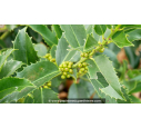 ILEX x koehneana 'Castaneifolia' ILEX x koehneana 'Castaneifolia'