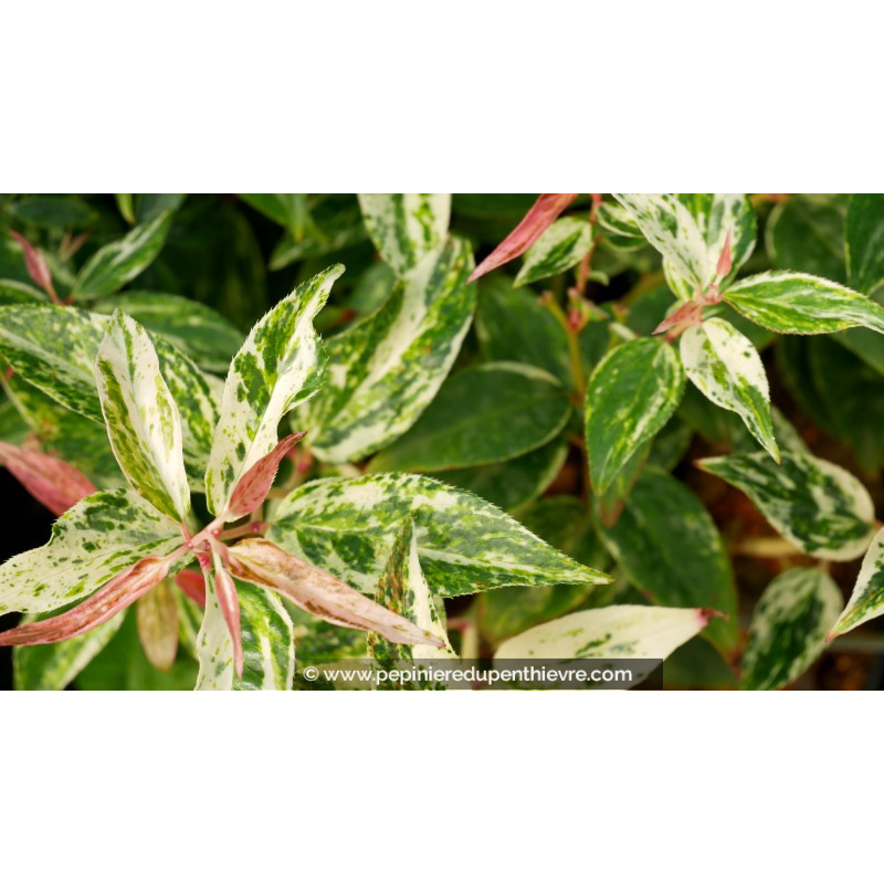 LEUCOTHOE	fontanesiana	'Makijaz'