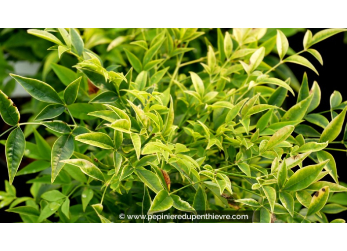 NANDINA domestica 'Lemon Lime' NANDINA domestica 'Lemon Lime'
