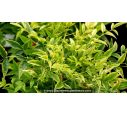 NANDINA domestica 'Lemon Lime' NANDINA domestica 'Lemon Lime'