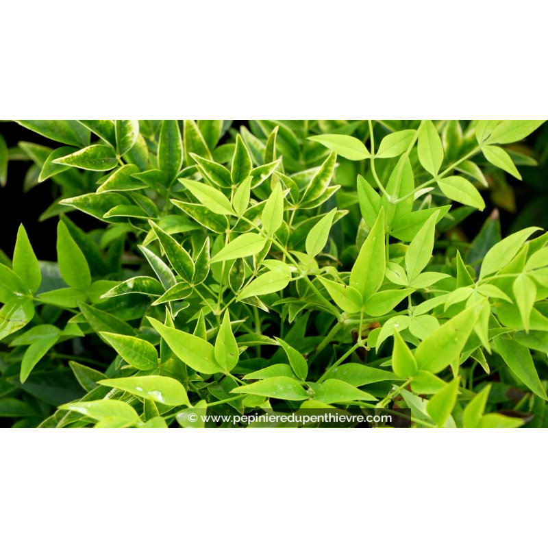 NANDINA domestica 'Lemon Lime'
