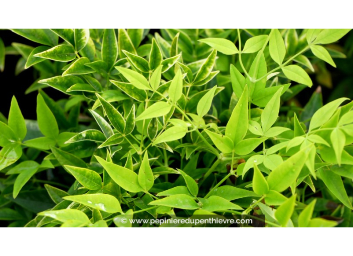 NANDINA domestica 'Lemon Lime'