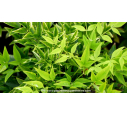 NANDINA domestica 'Lemon Lime' NANDINA domestica 'Lemon Lime'