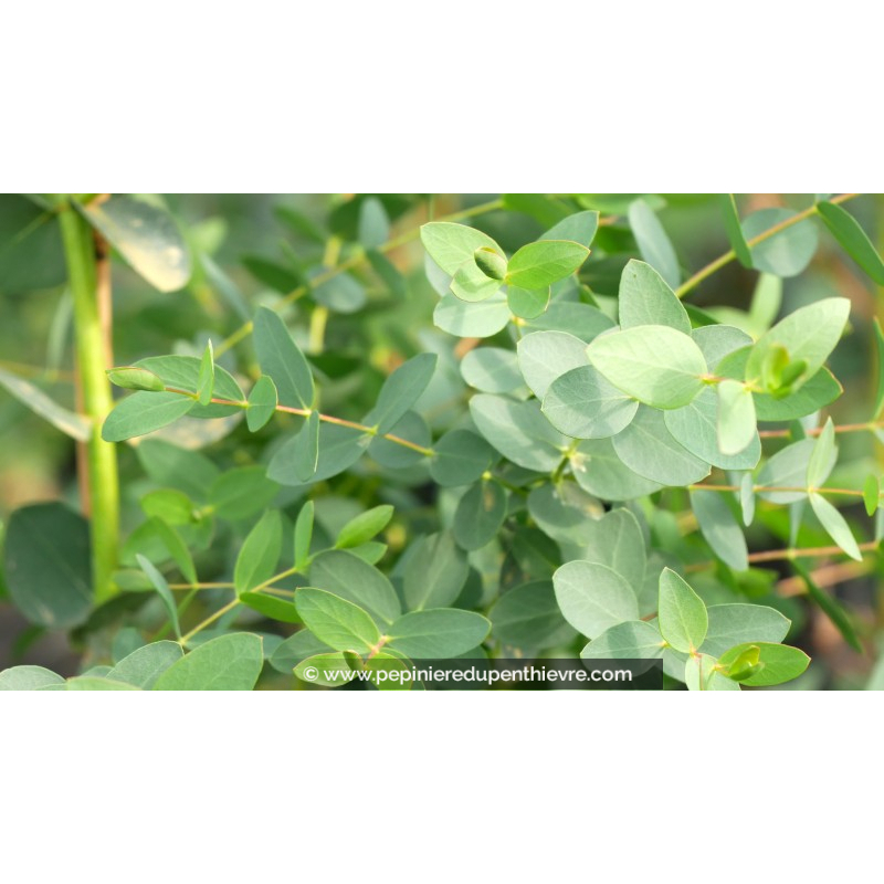 EUCALYPTUS	parvifolia