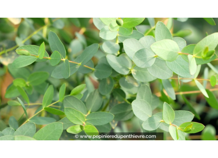 EUCALYPTUS	parvifolia