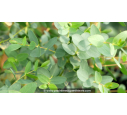 EUCALYPTUS	parvifolia