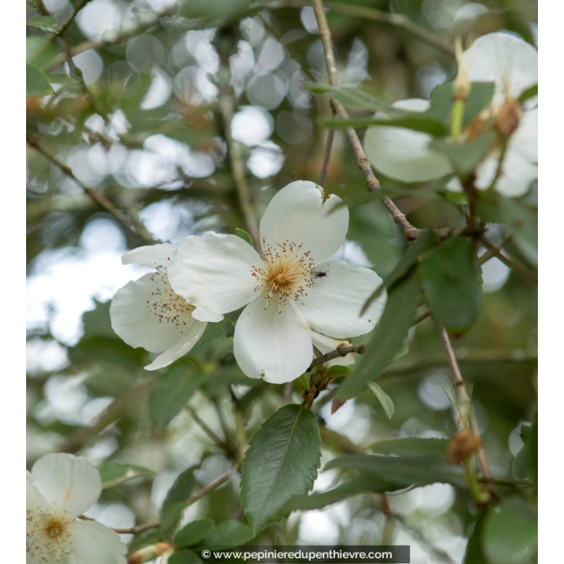 EUCRYPHIA nymansensis 'Nymansay'