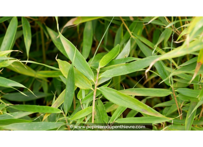 FARGESIA robusta 'Pingwu' FARGESIA robusta 'Pingwu'