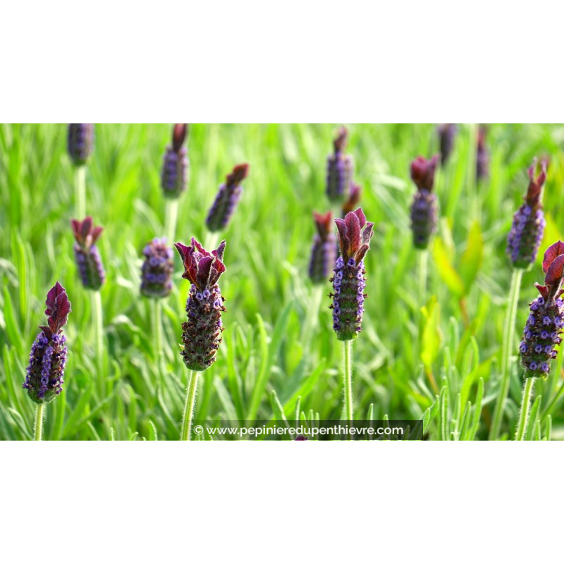 LAVANDULA stoechas 'Blue Star'