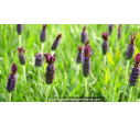 LAVANDULA stoechas 'Blue Star'