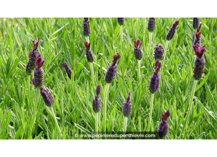 LAVANDULA stoechas 'Blue Star'