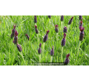 LAVANDULA stoechas 'Blue Star'
