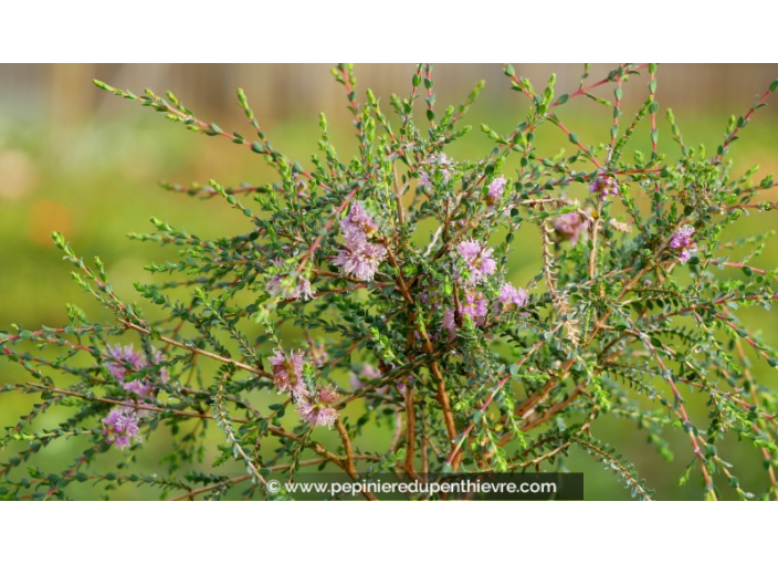 MELALEUCA gibbosa