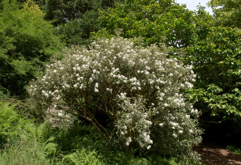 OLEARIA macrodonta, houx de Nouvelle-Zélande - Pépinière du Penthièvre