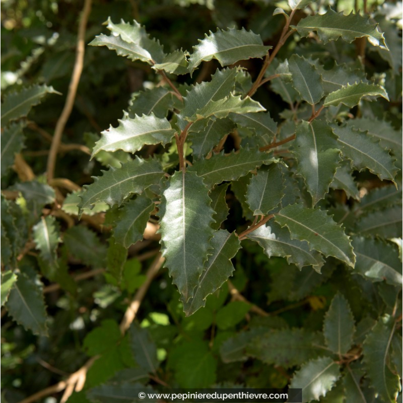 OLEARIA	 macrodonta