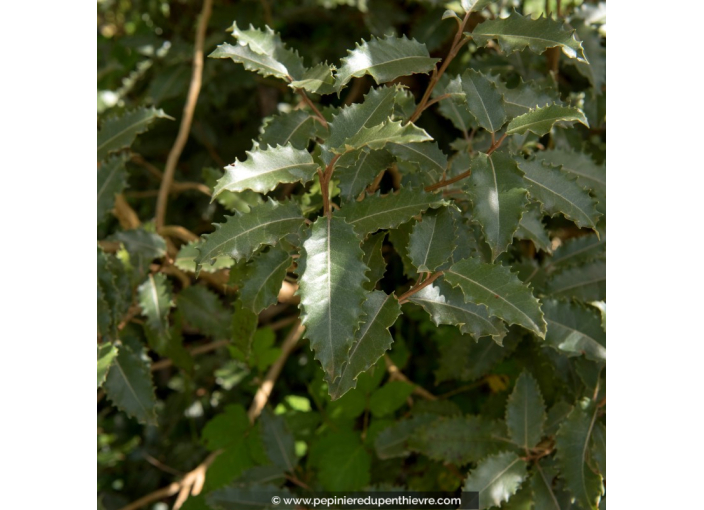 OLEARIA	 macrodonta