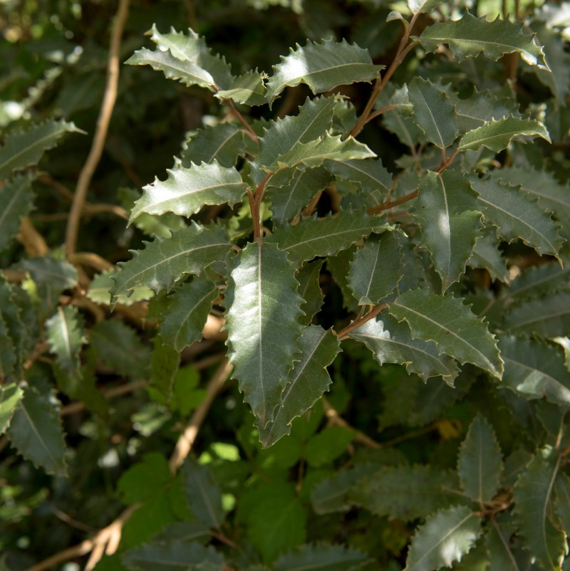 OLEARIA macrodonta, houx de Nouvelle-Zélande - Pépinière du Penthièvre