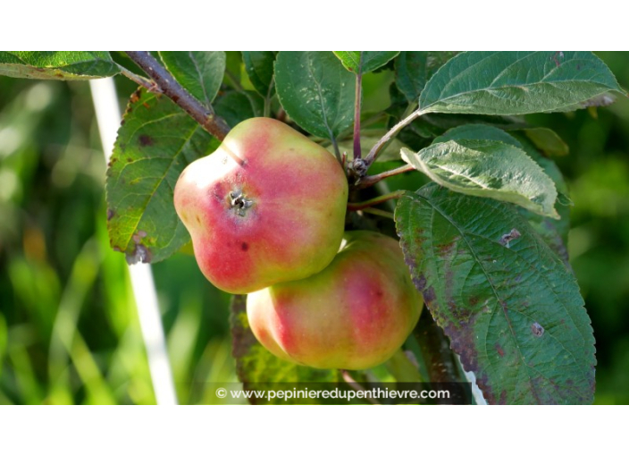 POMMIER 'Api étoilé'