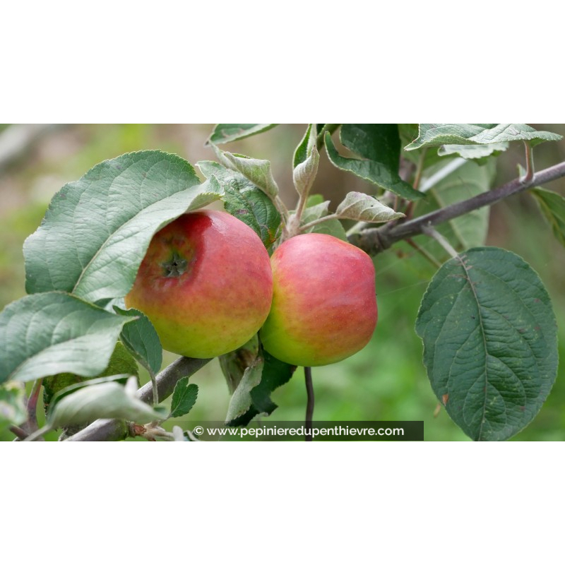 POMMIER 'Belle de Mai'