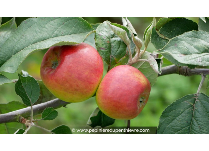 POMMIER 'Belle de Mai'